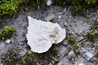 Une feuille en forme de coeur