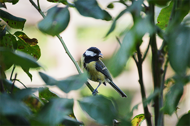 Une mésange